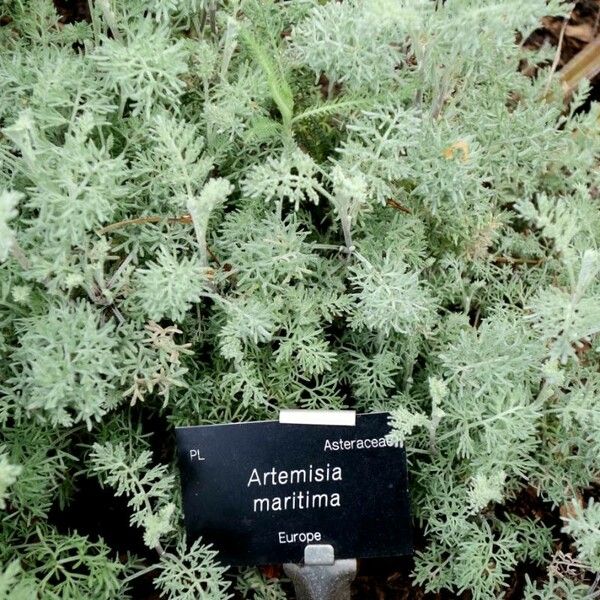 Artemisia maritima Leaf