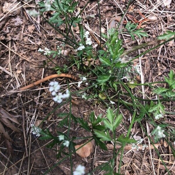 Torilis arvensis Blad