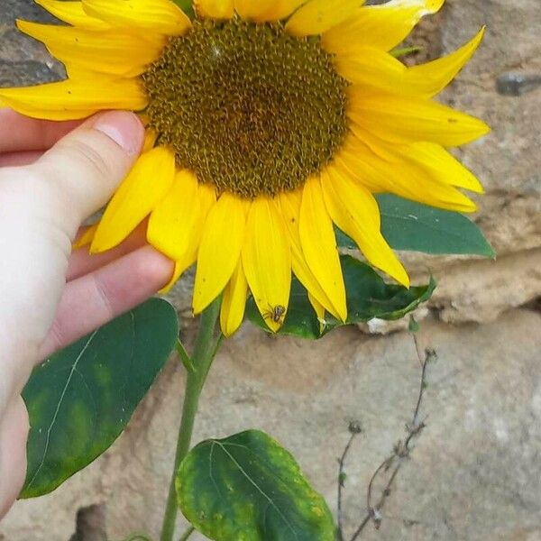 Helianthus annuus Flower