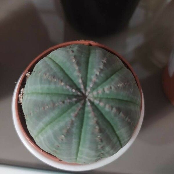 Euphorbia obesa 花