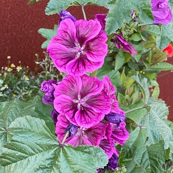 Malva arborea Flower