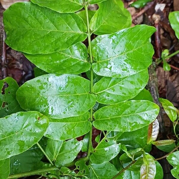 Combretum racemosum ᱥᱟᱠᱟᱢ