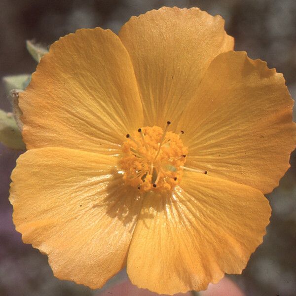 Abutilon grandifolium Flower