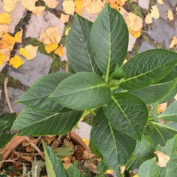 Hydrangea macrophylla Hostoa