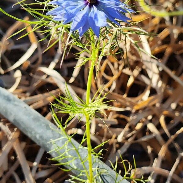 Nigella damascena 葉