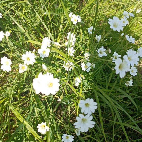 Cerastium cerastoides Λουλούδι