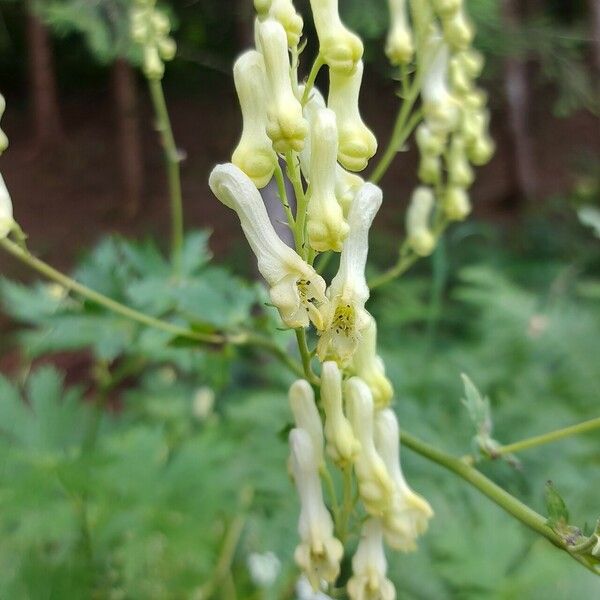 Aconitum lycoctonum Flower