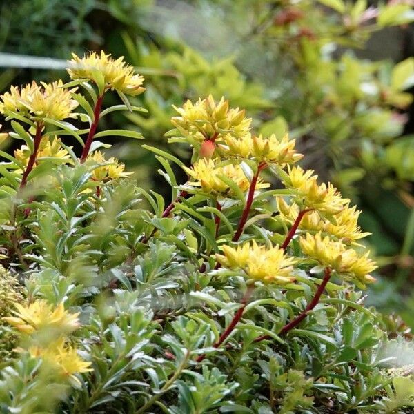 Phedimus kamtschaticus Flower