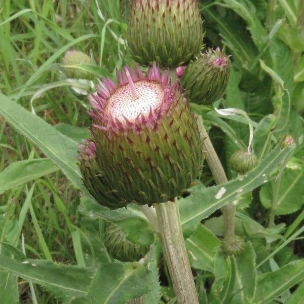 Cirsium heterophyllum Blomst