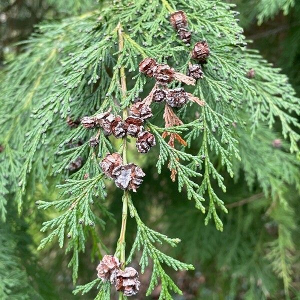 Chamaecyparis lawsoniana পাতা