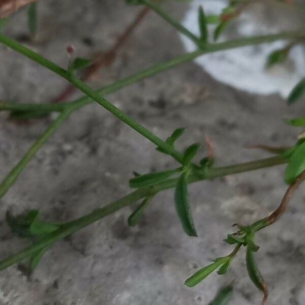 Epilobium brachycarpum Leaf