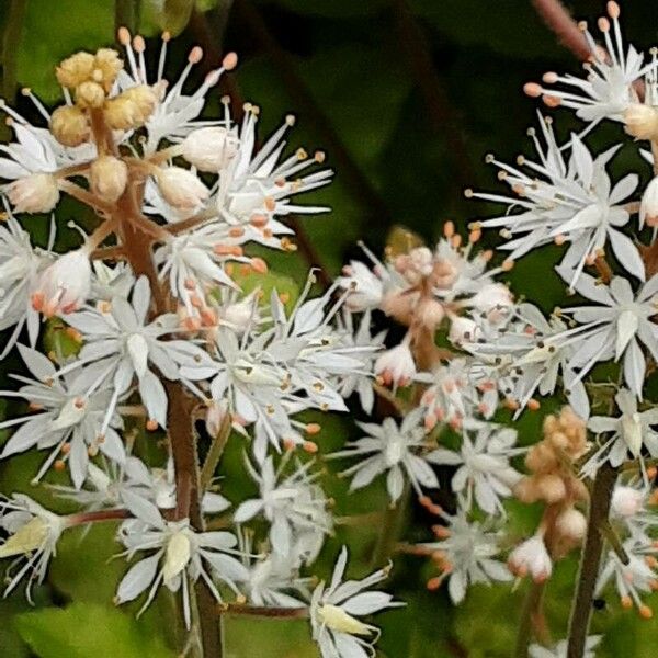 Tiarella cordifolia Flor