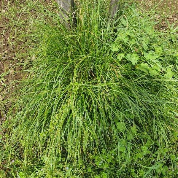 Carex leersii Habitat