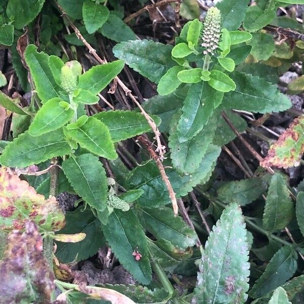 Veronica spicata Blatt