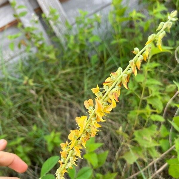 Crotalaria pallida 花