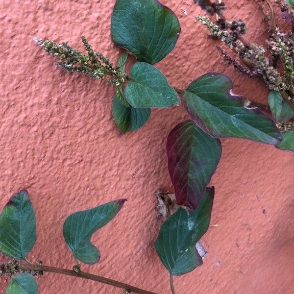 Amaranthus viridis Blatt