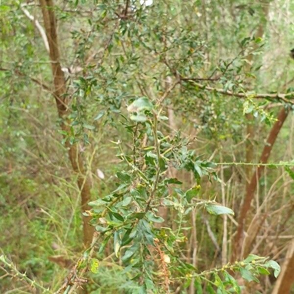 Acacia paradoxa Hoja