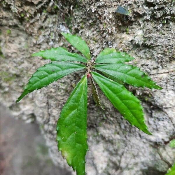 Elatostema platyphyllum Leaf