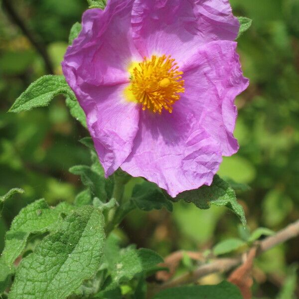 Cistus crispus 花