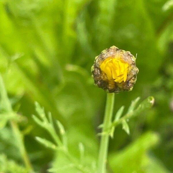 Glebionis coronaria Flower