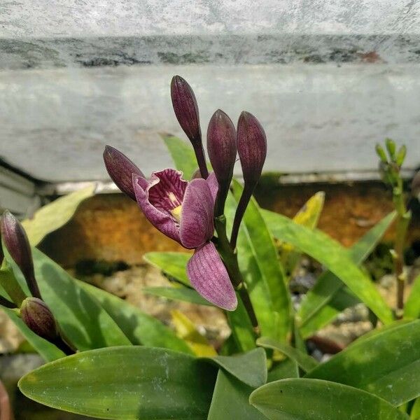 Guarianthe bowringiana Fleur