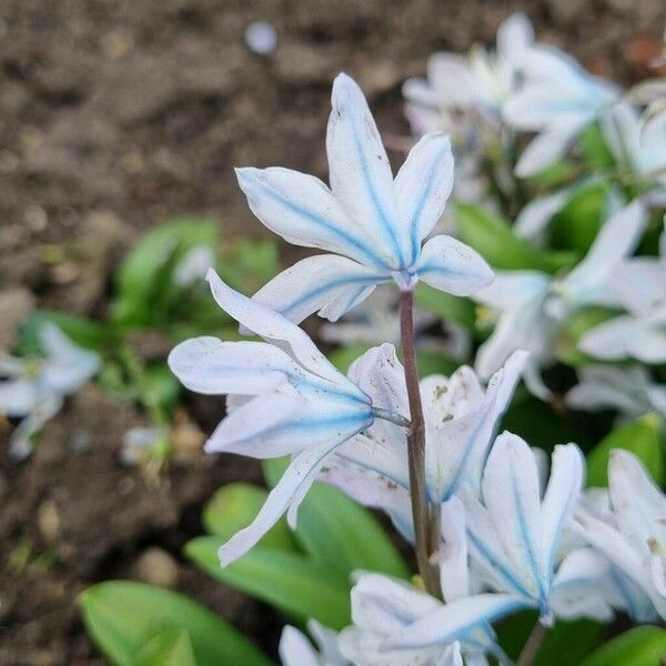 Scilla mischtschenkoana Flor