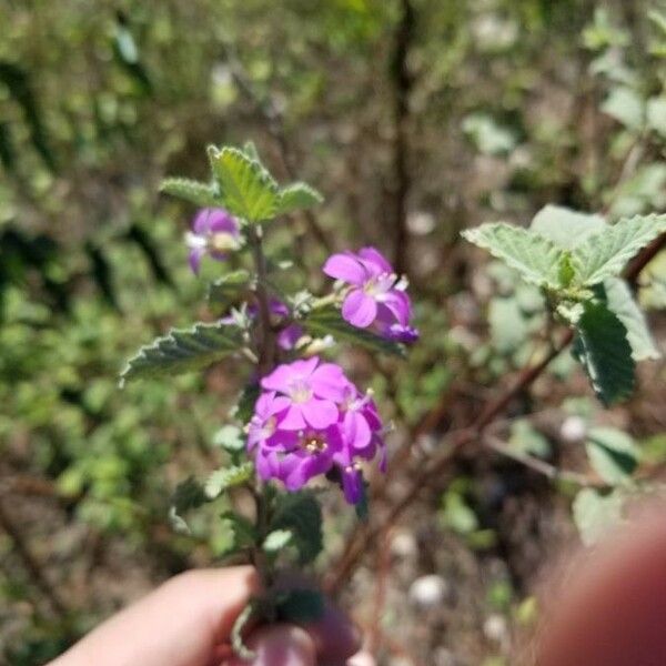 Melochia tomentosa Flor