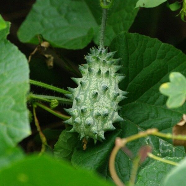 Cucumis metuliferus Fruit