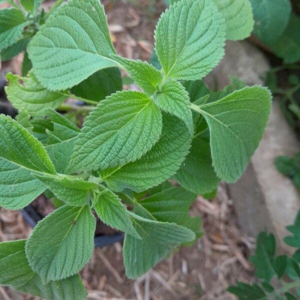 Salvia hispanica 葉