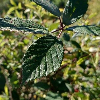 Rubus ulmifolius Folio