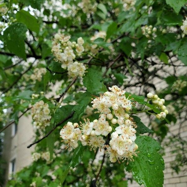 Crataegus phaenopyrum ফুল