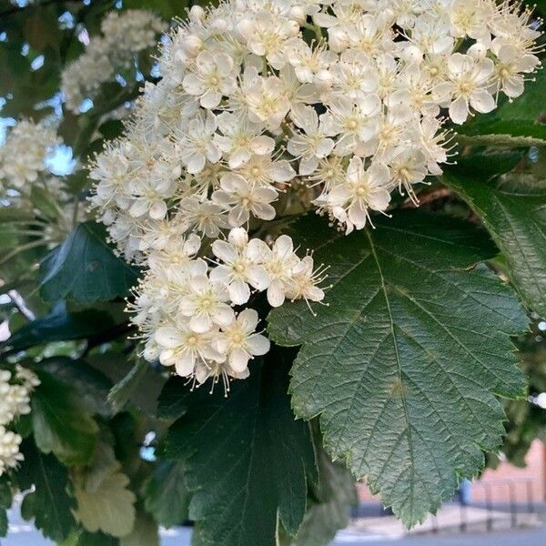 Sorbus intermedia Flower