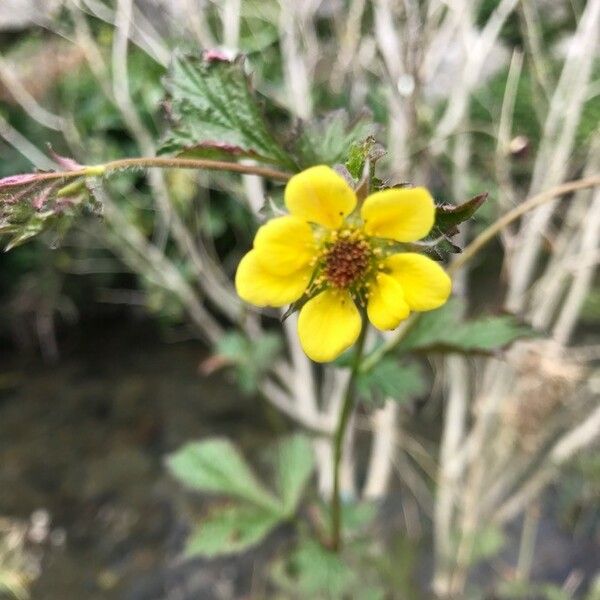 Geum urbanum Žiedas