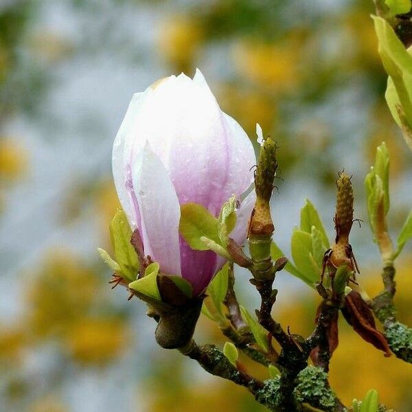 Magnolia × soulangeana Feuille