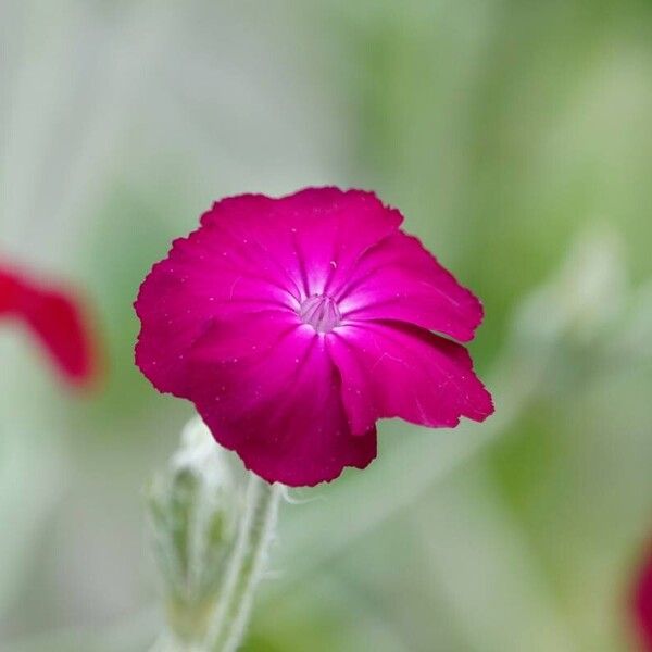 Silene coronaria Flower