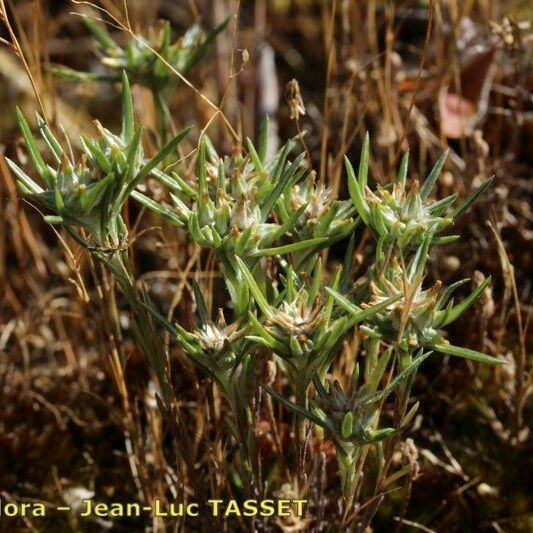 Logfia gallica Habitus