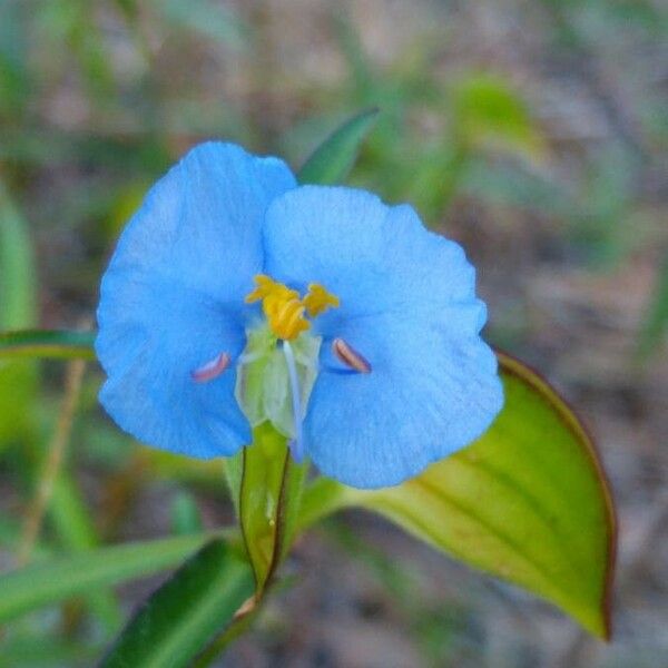 Commelina erecta Цветок