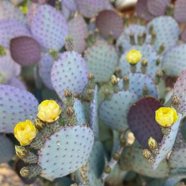 Opuntia macrocentra Flower