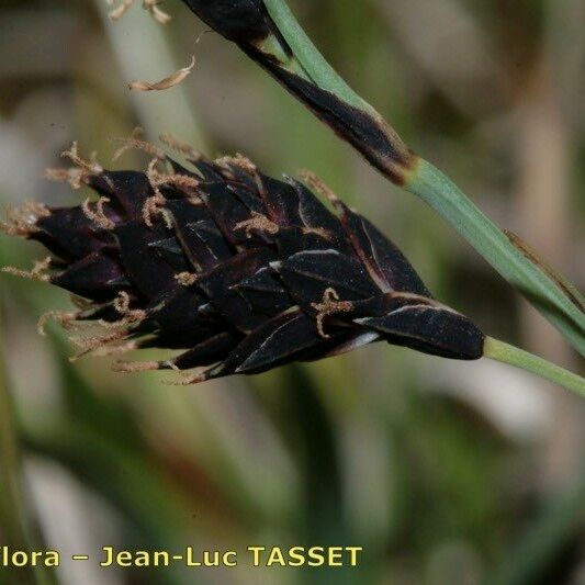 Carex atrofusca Blomst