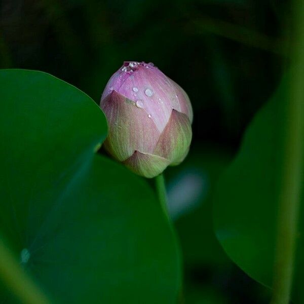 Nelumbo nucifera Flower