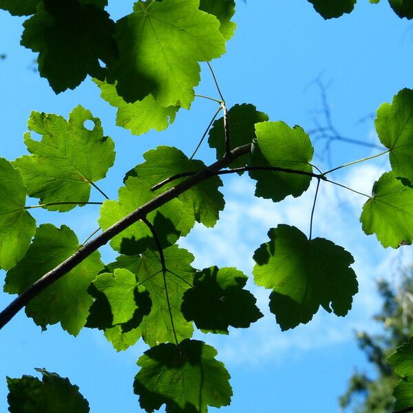 Acer opalus Feuille