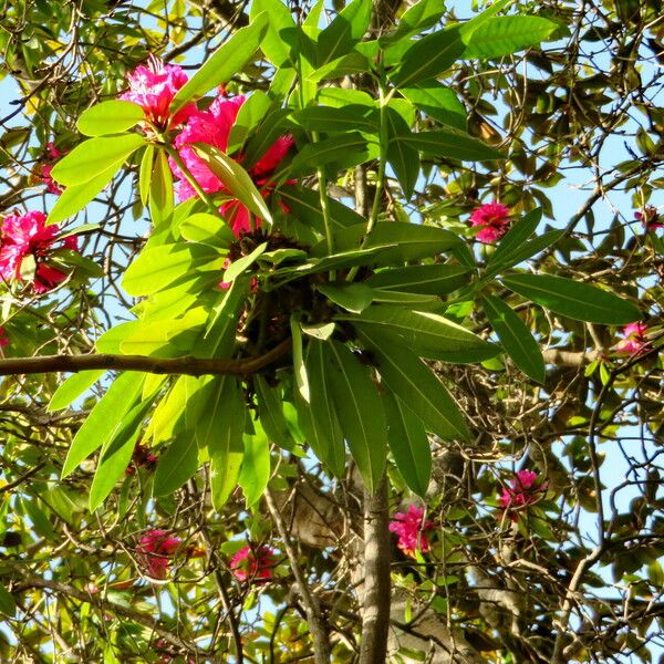 Rhododendron arboreum Folla