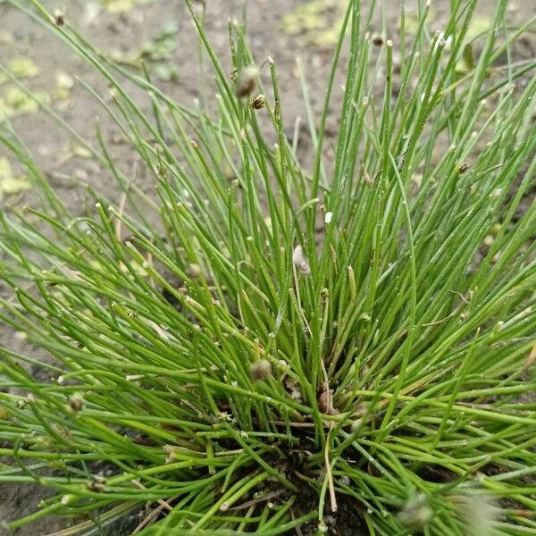 Isolepis setacea برگ