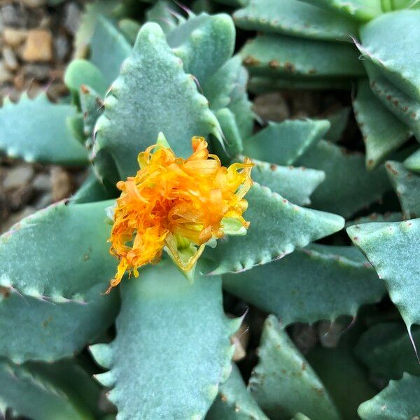 Faucaria tigrina Habitus