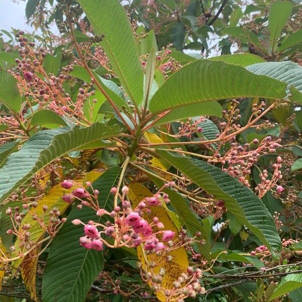 Saurauia napaulensis Fleur