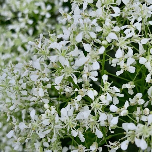 Lepidium draba ফুল