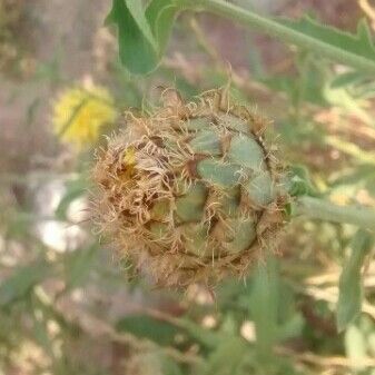 Centaurea collina പുഷ്പം