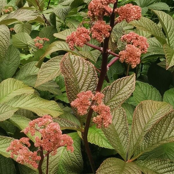 Rodgersia aesculifolia Yaprak