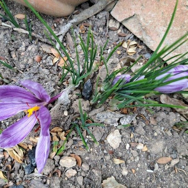 Crocus sativus عادت داشتن