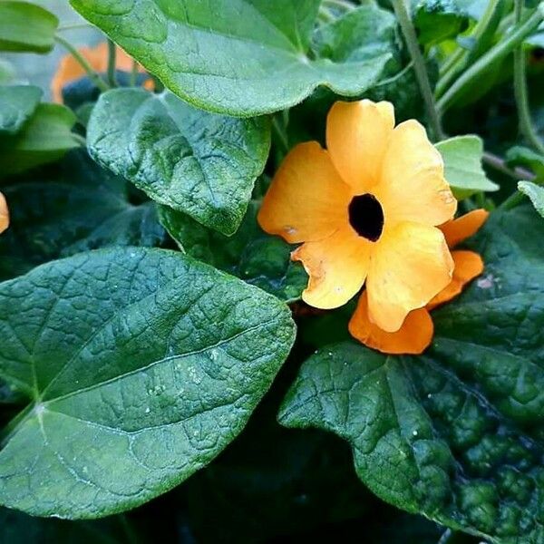 Thunbergia alata Flower